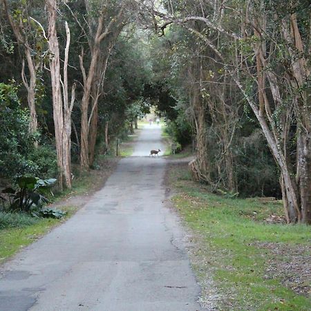 Nature'S Valley Health Retreat A Hide Away In The Forest Villa Exterior photo